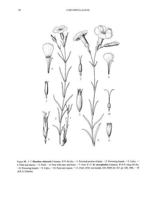 Dianthus caryophyllus (par Michèle Funston)