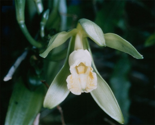 fleur de Vanilla_planifolia