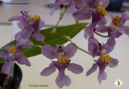 "Orchidée chocolat" Oncidium ornithorhynchum par Frédéric Debruille